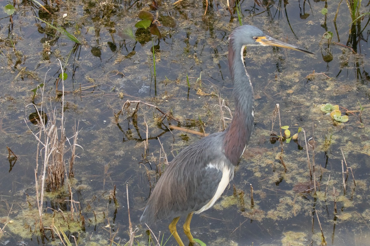 Трёхцветная цапля - ML646922733