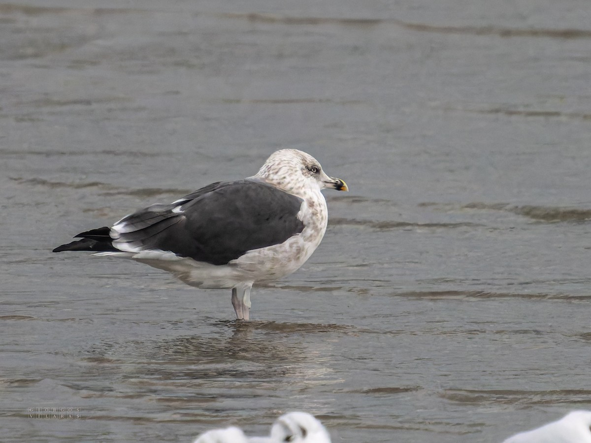 ニシセグロカモメ - ML646922735