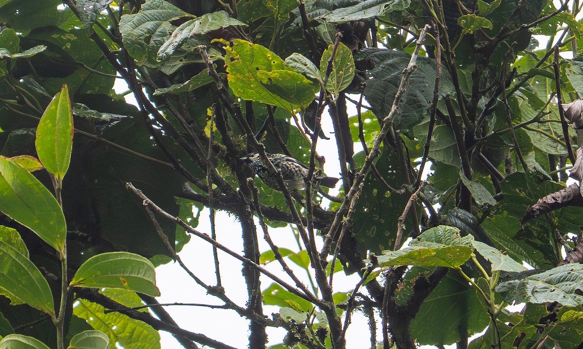 Beryl-spangled Tanager - ML646922739