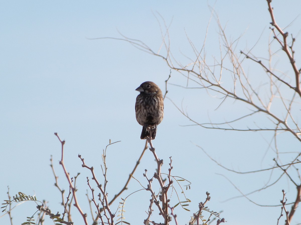 Lark Bunting - ML646922749