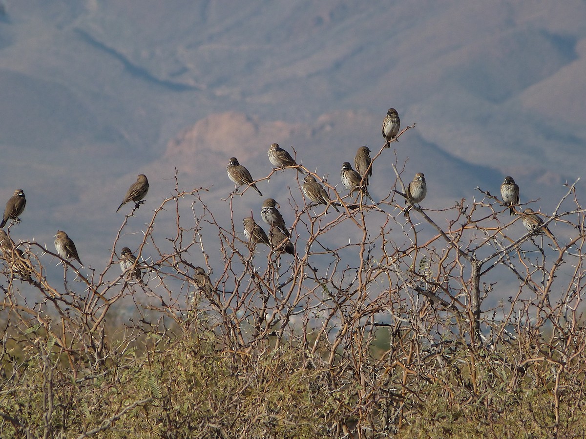 Lark Bunting - ML646922752