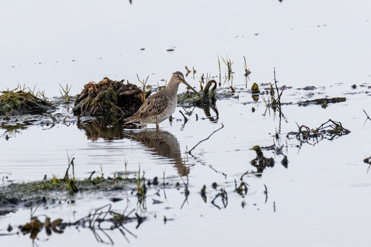Американский бекасовидный веретенник - ML646922766