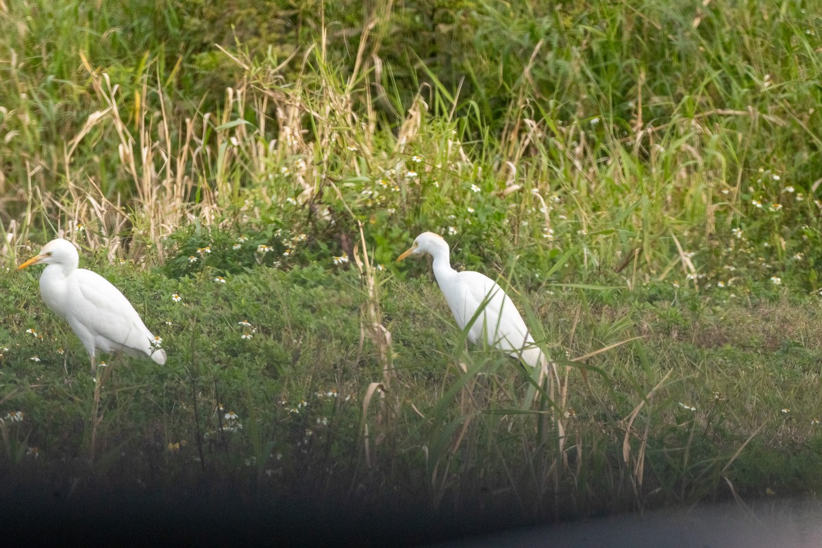 אנפית בקר מערבית - ML646922772