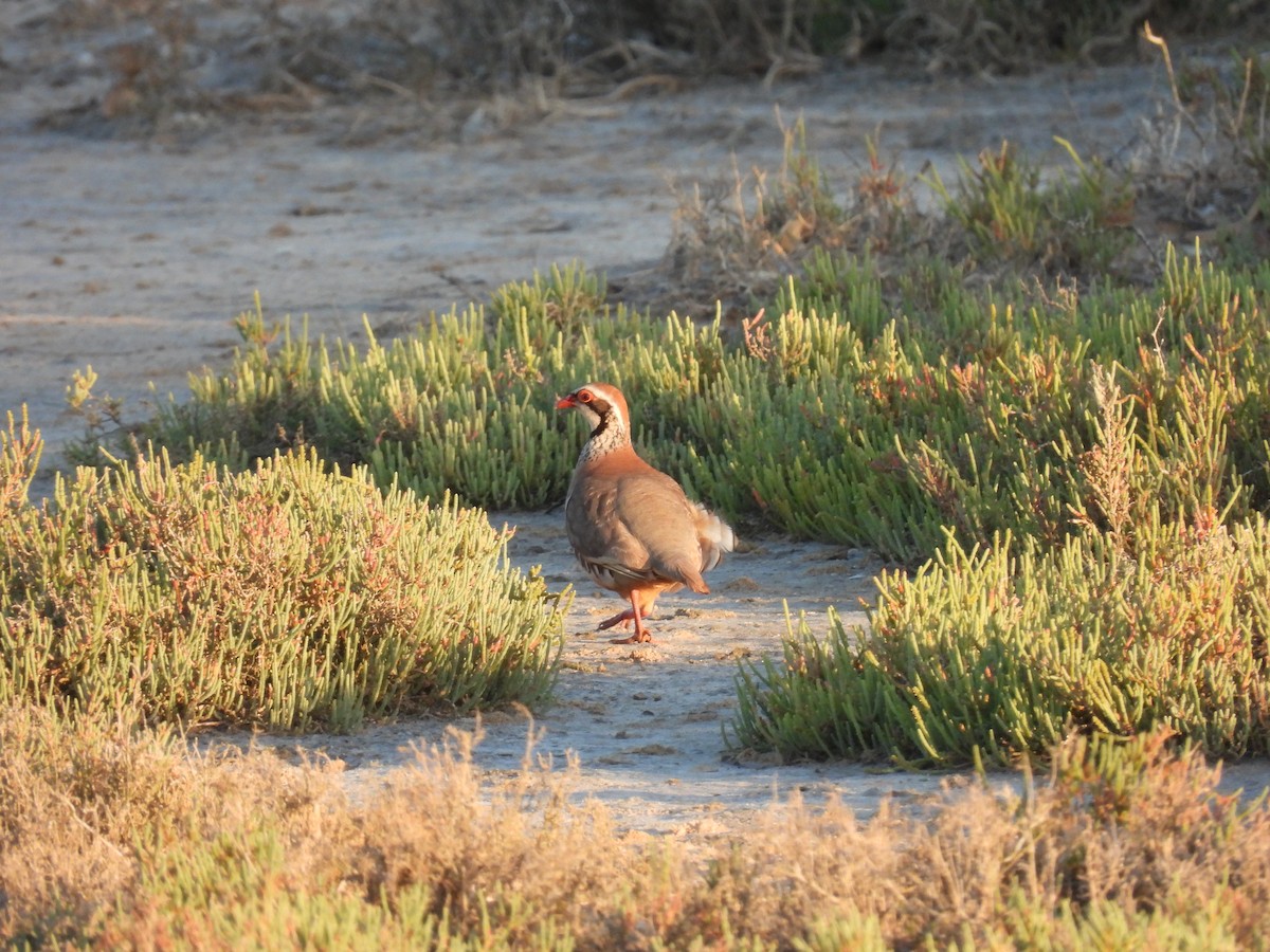 アカアシイワシャコ - ML646922774
