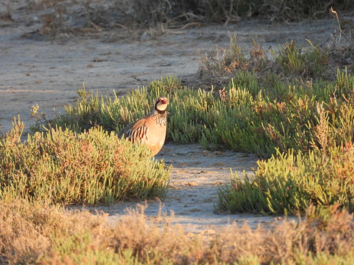 アカアシイワシャコ - ML646922775