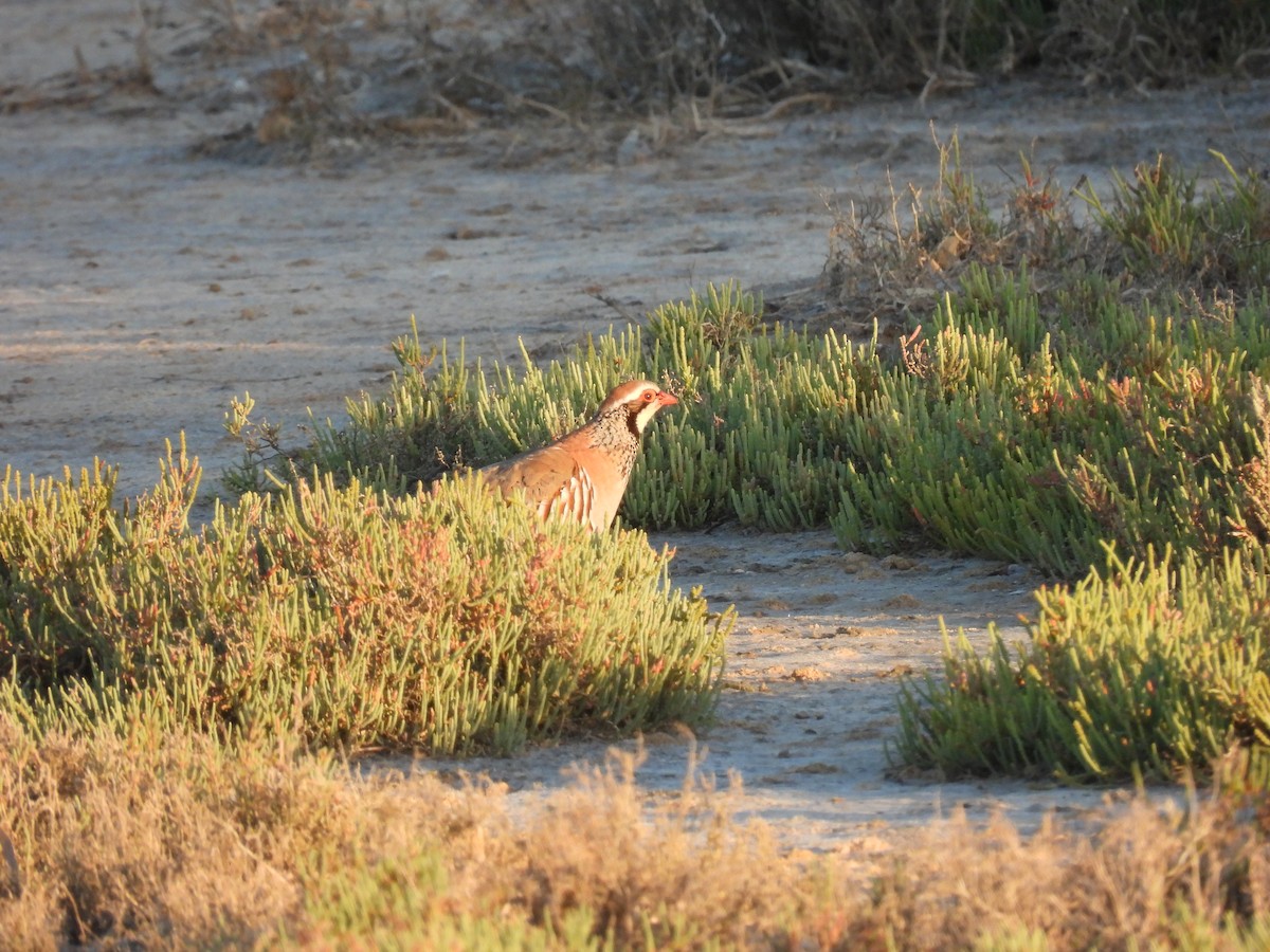 アカアシイワシャコ - ML646922776