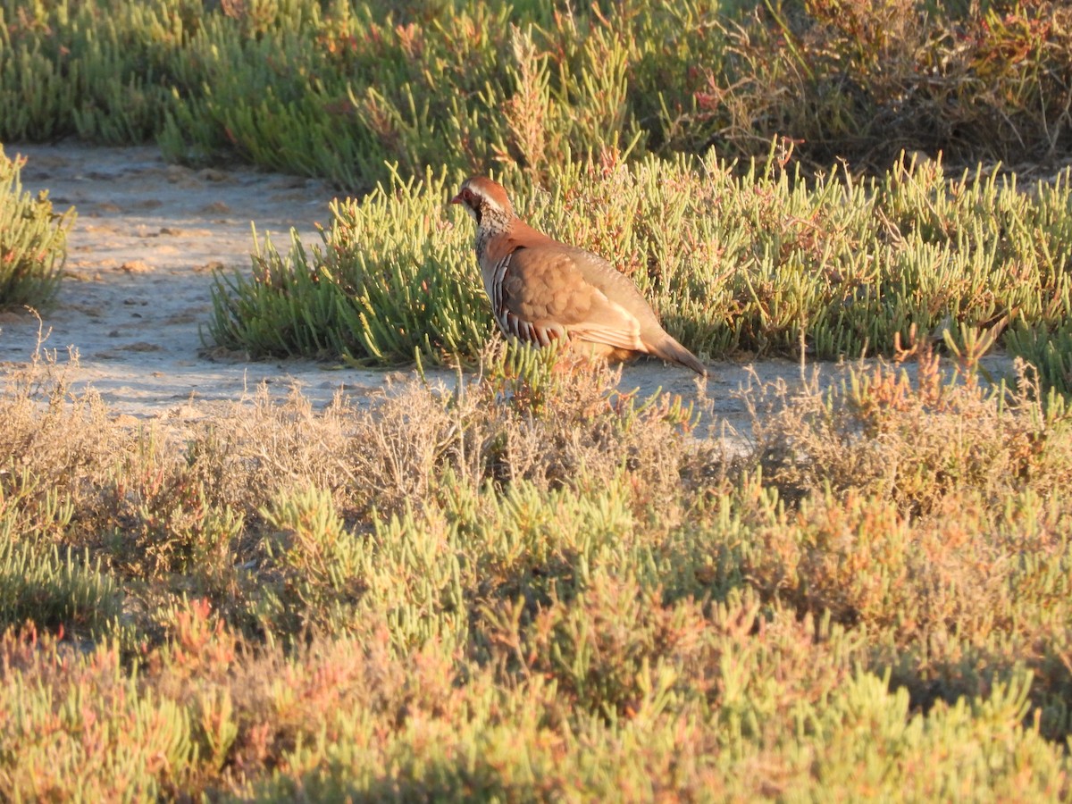 アカアシイワシャコ - ML646922777