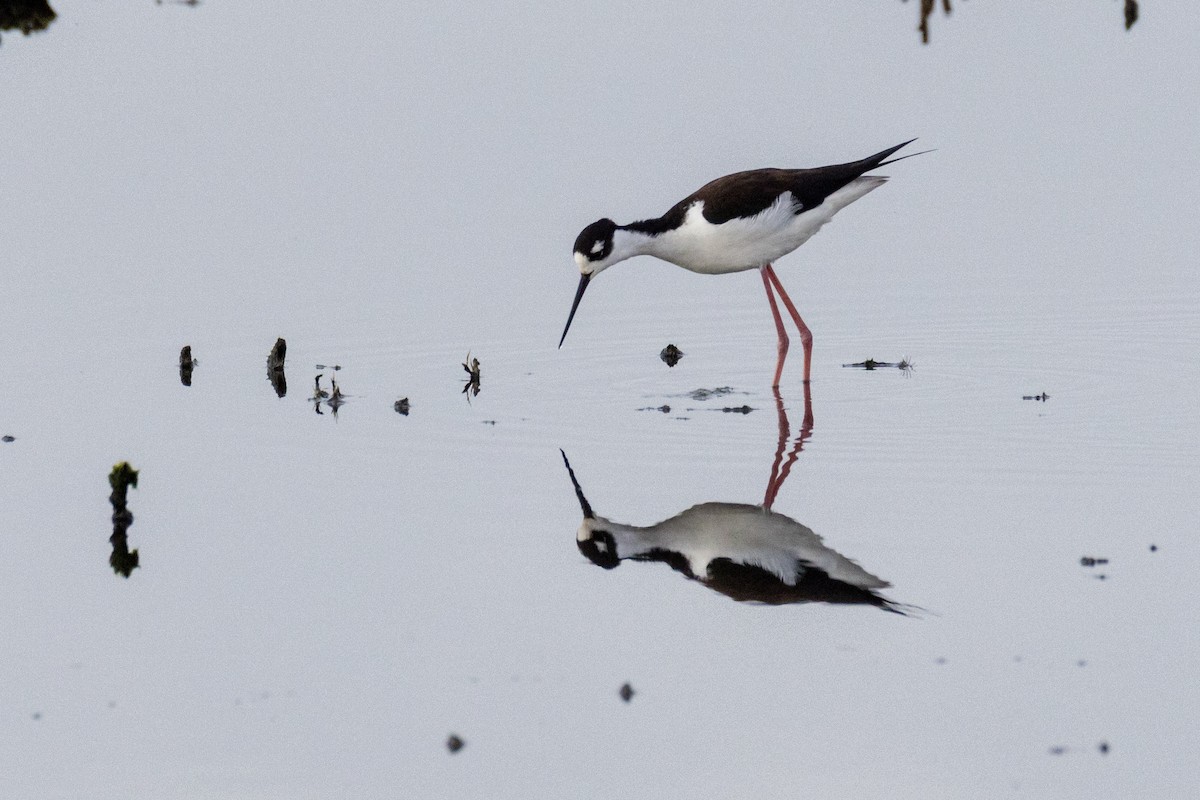 Американский ходулочник - ML646922783