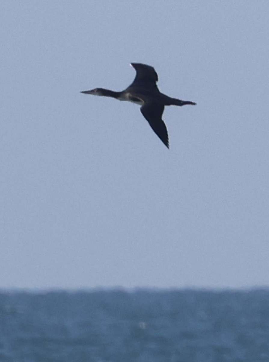 Double-crested Cormorant - ML646922785