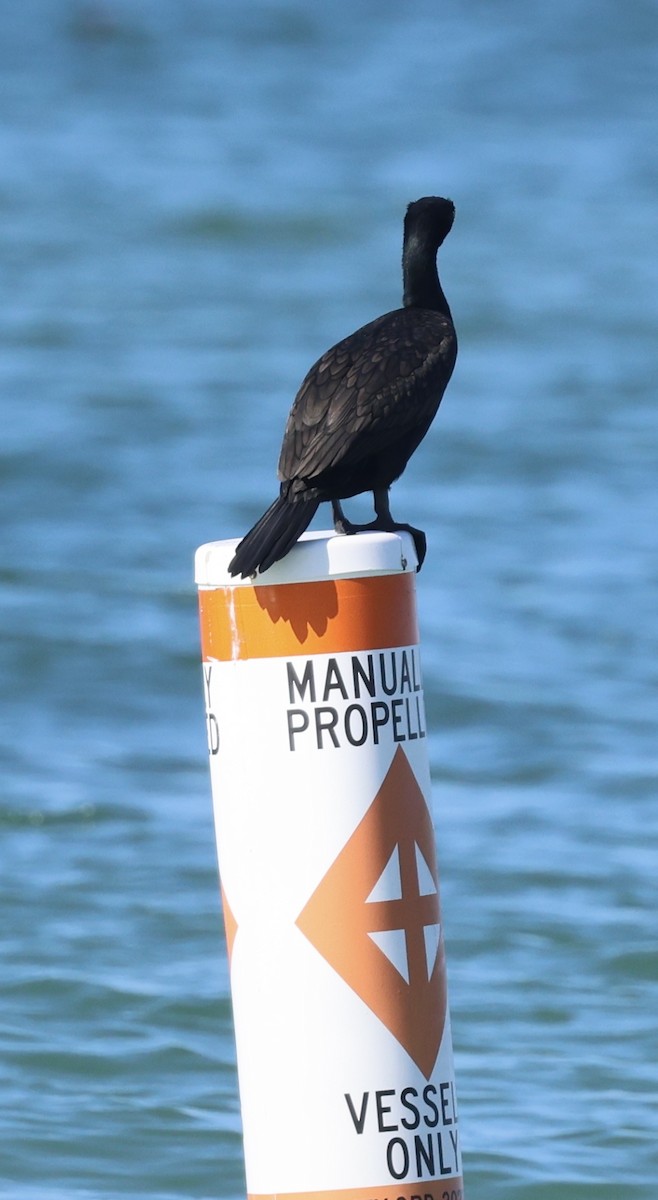 Double-crested Cormorant - ML646922786