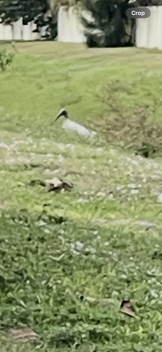 Міктерія - ML646922787