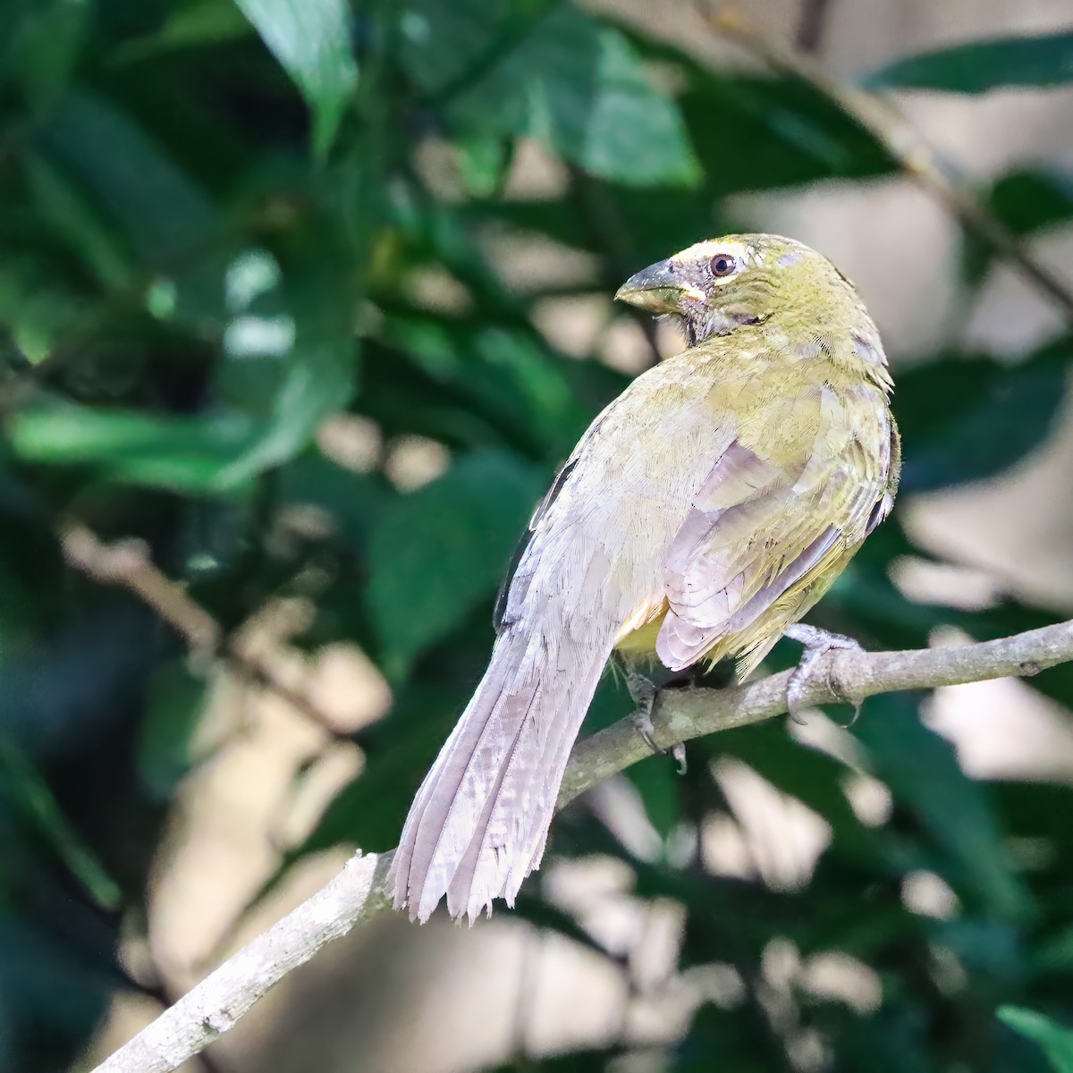 Kuzeyli Kurşuni Saltator - ML646922788