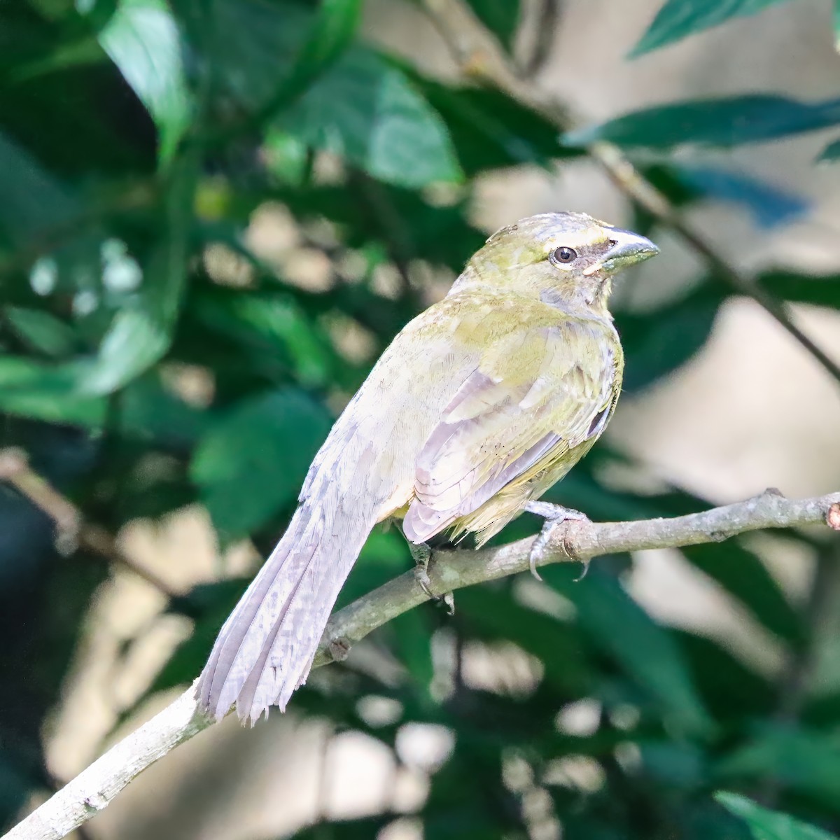 Kuzeyli Kurşuni Saltator - ML646922789