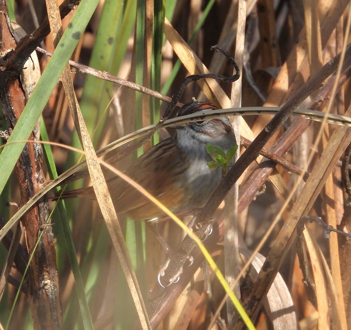 sumpspurv - ML646922790