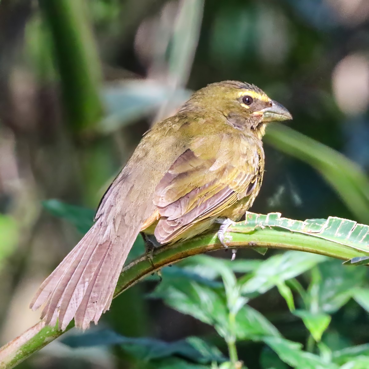 Kuzeyli Kurşuni Saltator - ML646922791