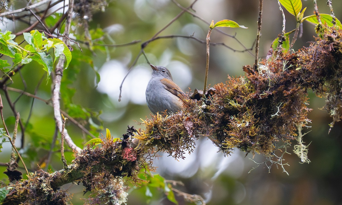 Andean Solitaire - ML646922793