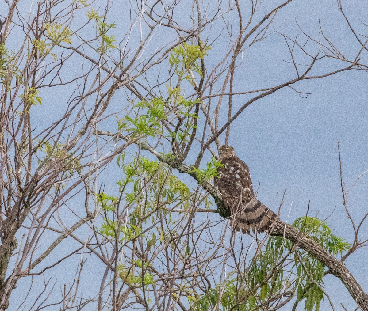 Куперов ястреб - ML646922799