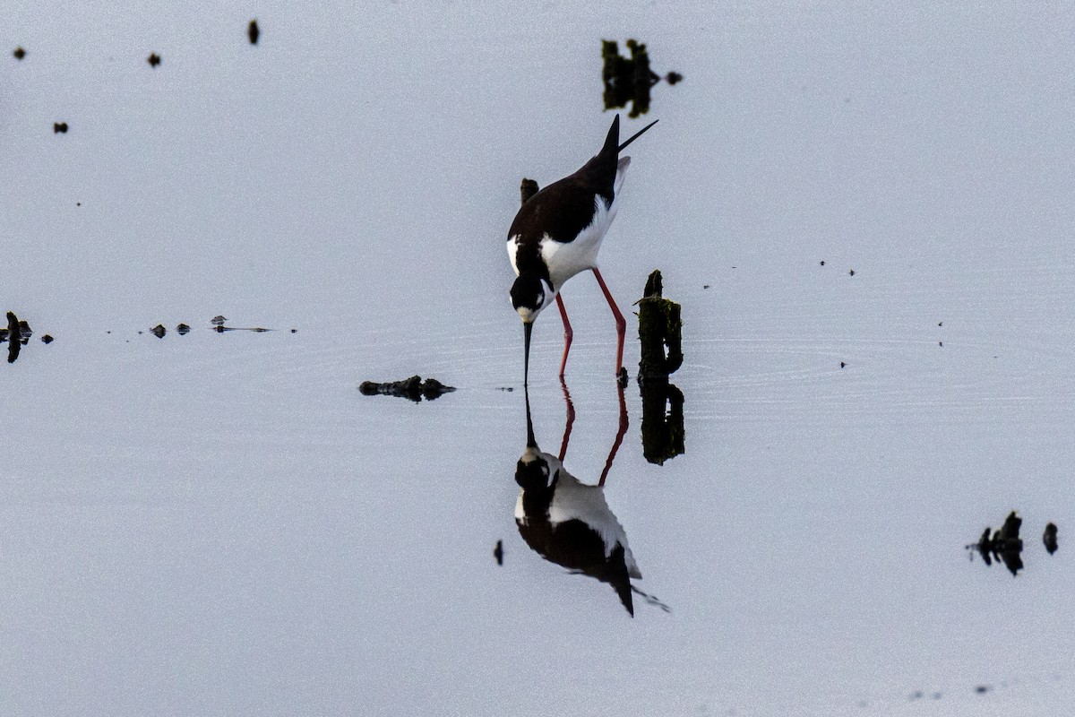 Black-necked Stilt - ML646922800