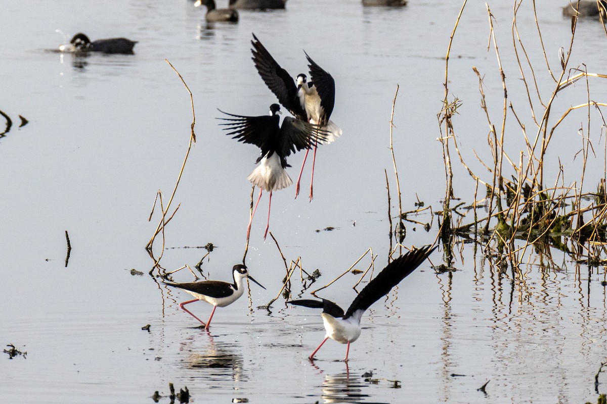 Black-necked Stilt - ML646922801