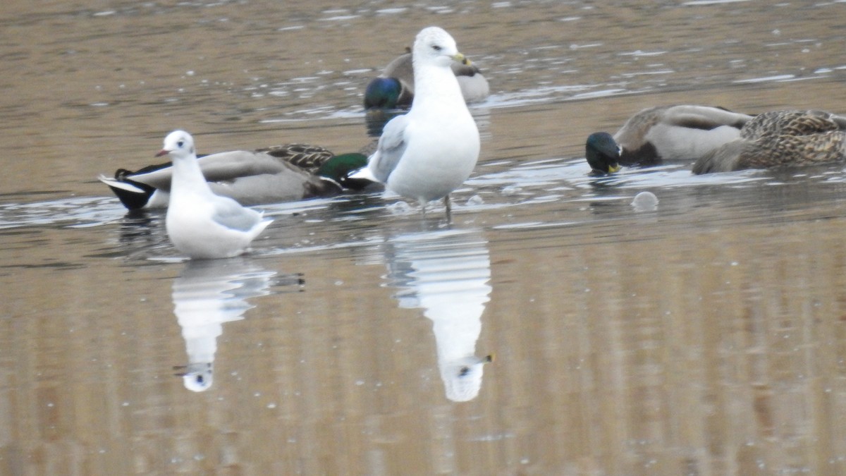 Ring-billed Gull - ML646922803