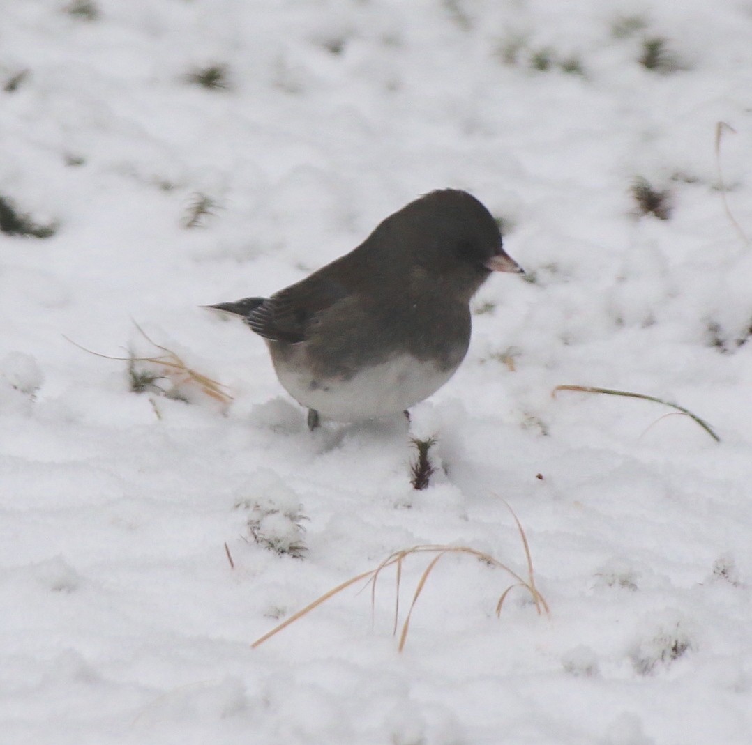 Dark-eyed Junco - ML646922804