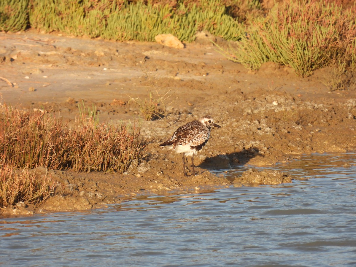 Black-bellied Plover - ML646922805