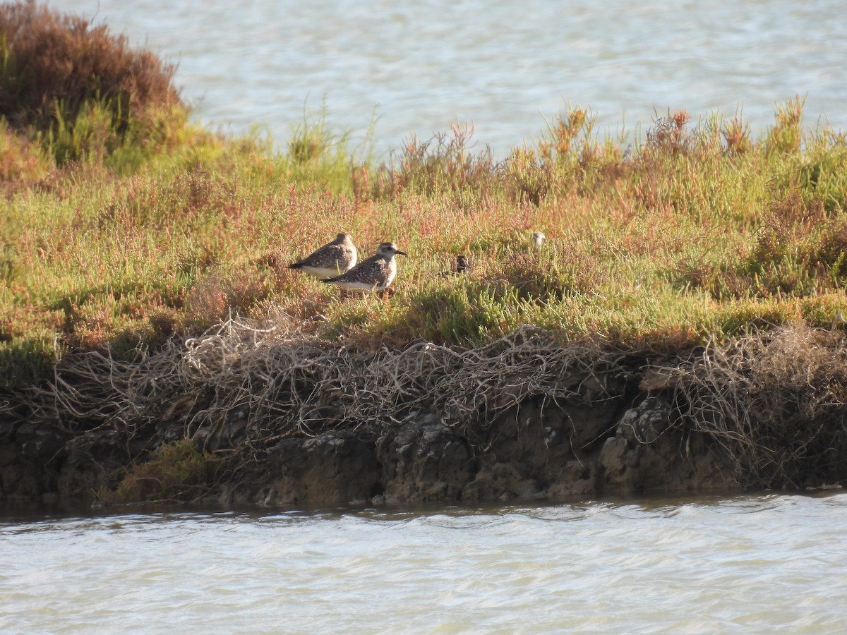 Black-bellied Plover - ML646922806