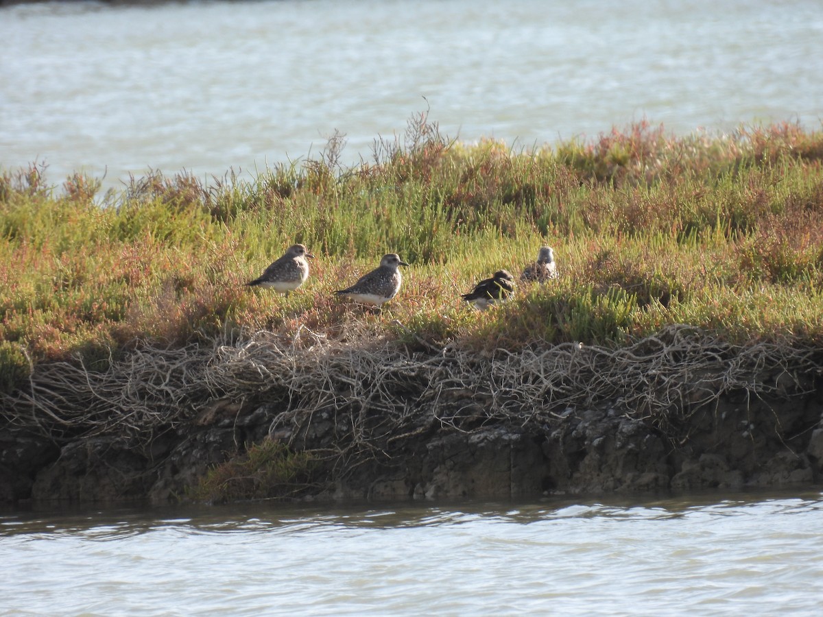 Black-bellied Plover - ML646922807