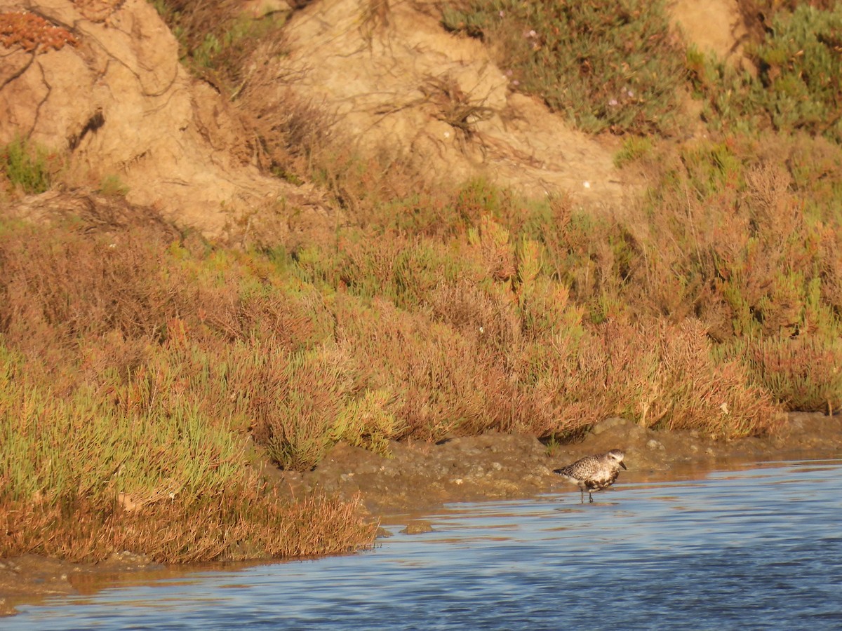 Black-bellied Plover - ML646922808