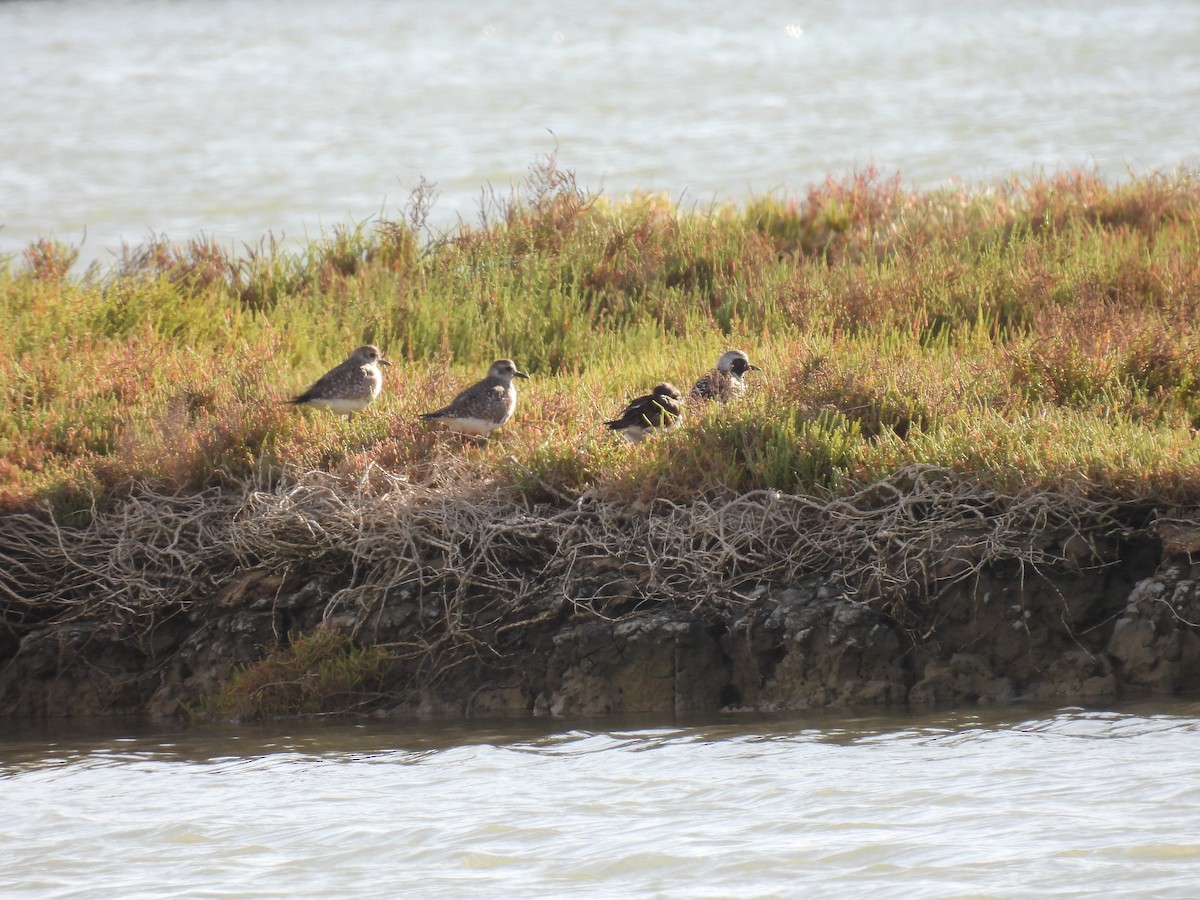 Black-bellied Plover - ML646922809