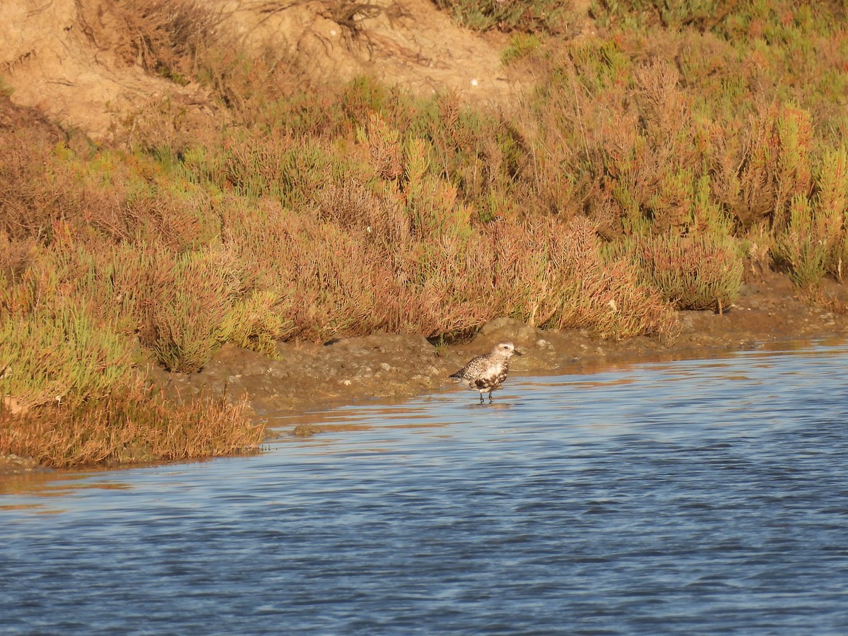 Black-bellied Plover - ML646922810