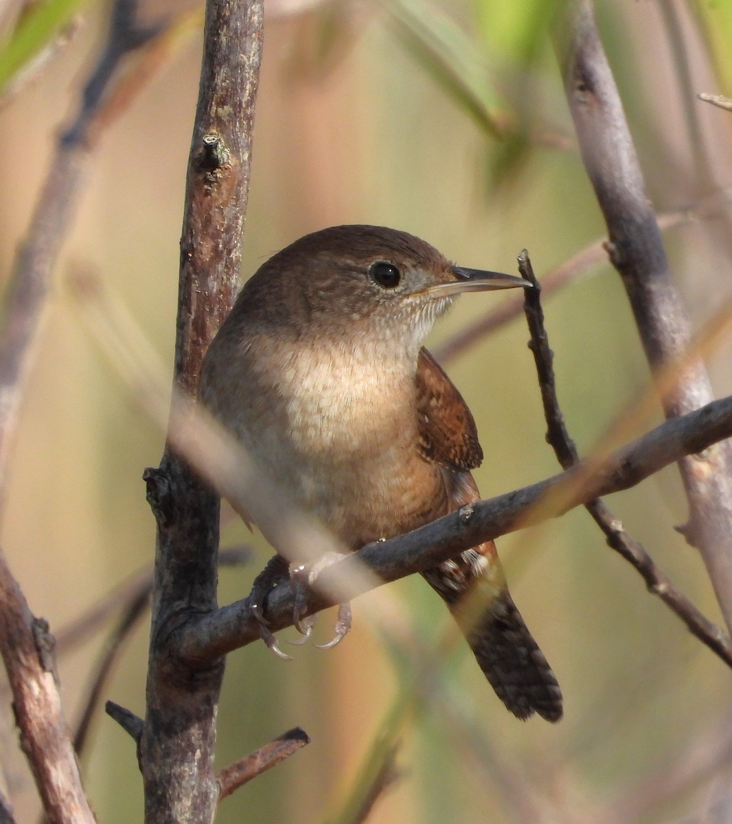 Northern House Wren - ML646922811
