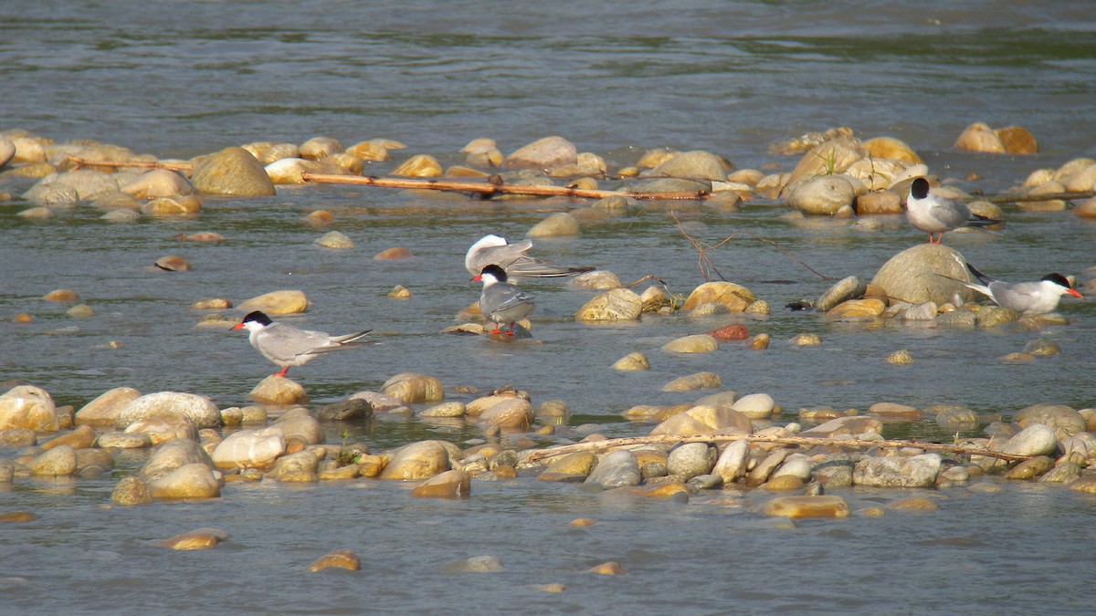 Common Tern - ML646922812