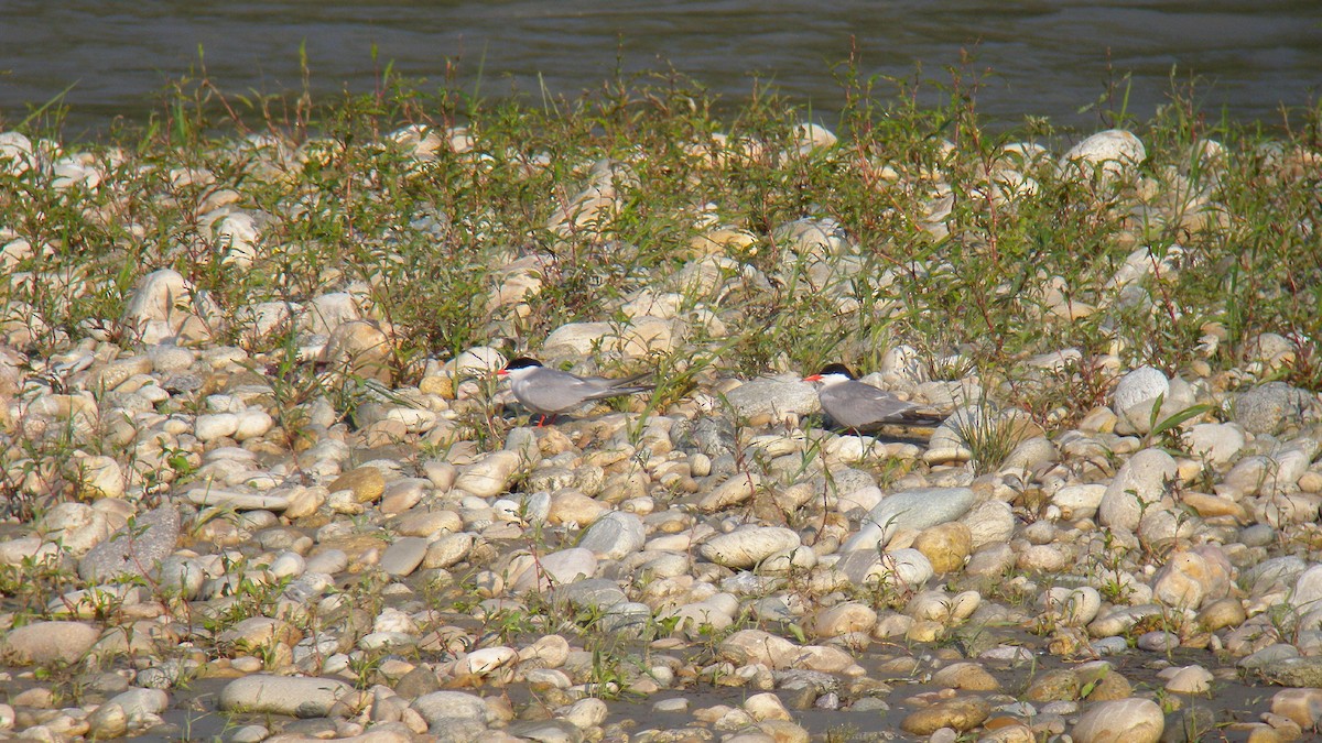 Common Tern - ML646922813