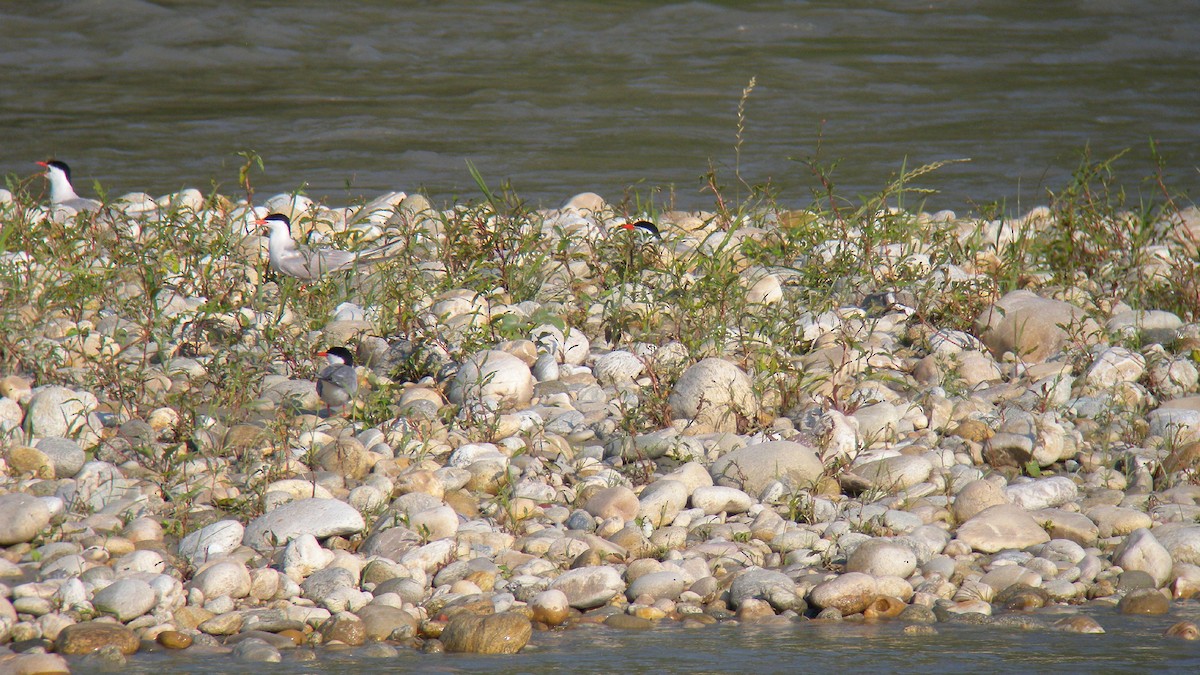 Common Tern - ML646922814