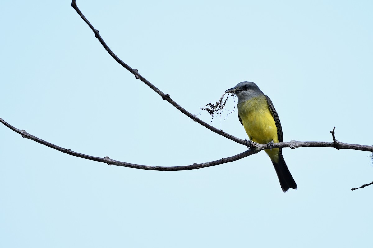 Tropical Kingbird - ML646922815