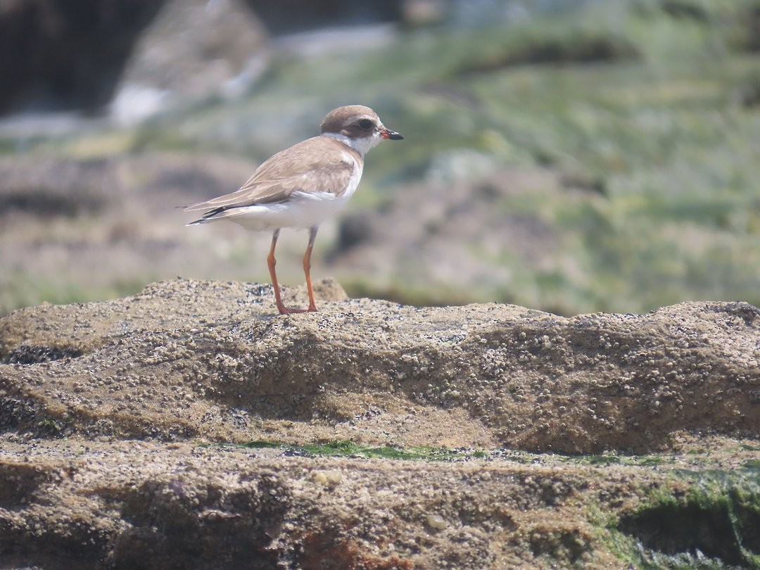 Semipalmated Plover - ML646922819