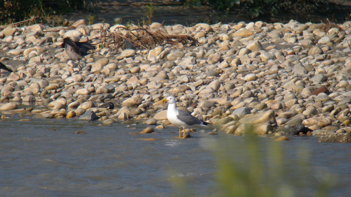 Yellow-legged Gull - ML646922820