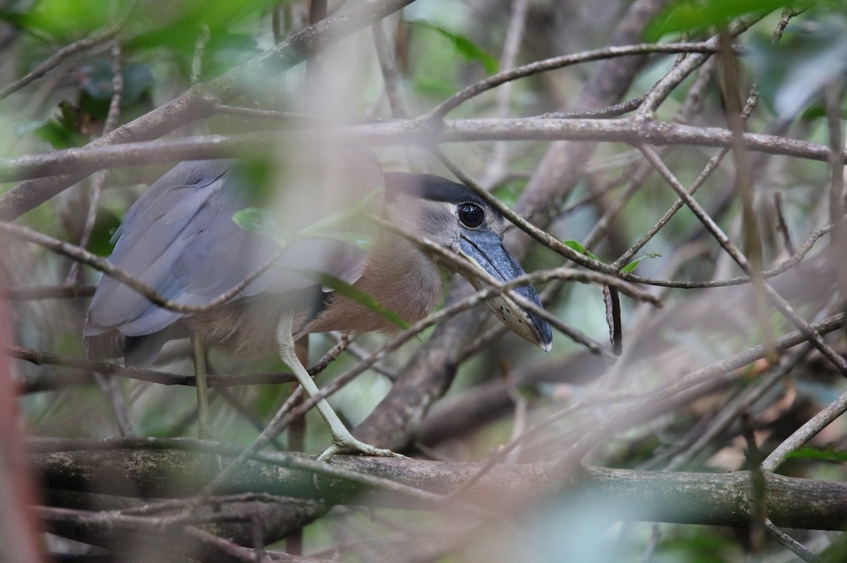Boat-billed Heron - ML646922821