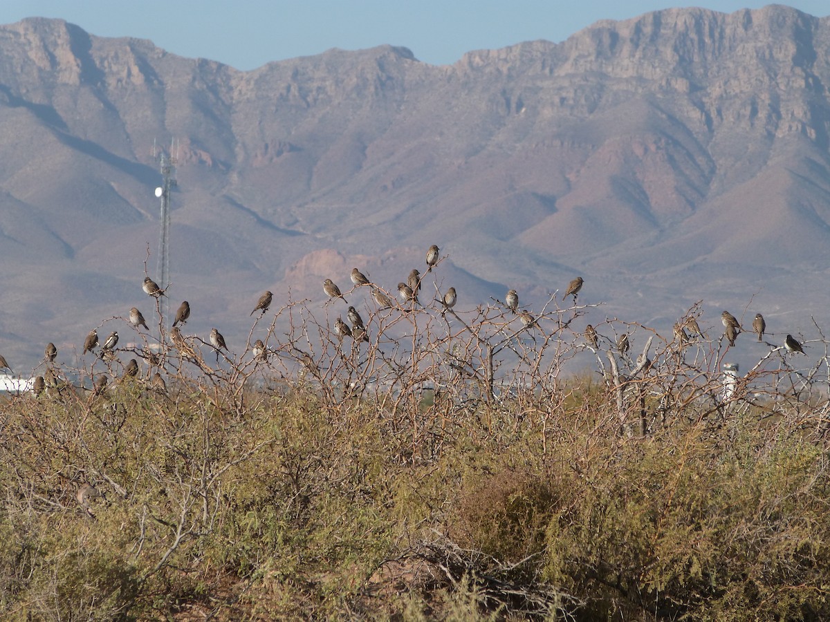 Lark Bunting - ML646922822