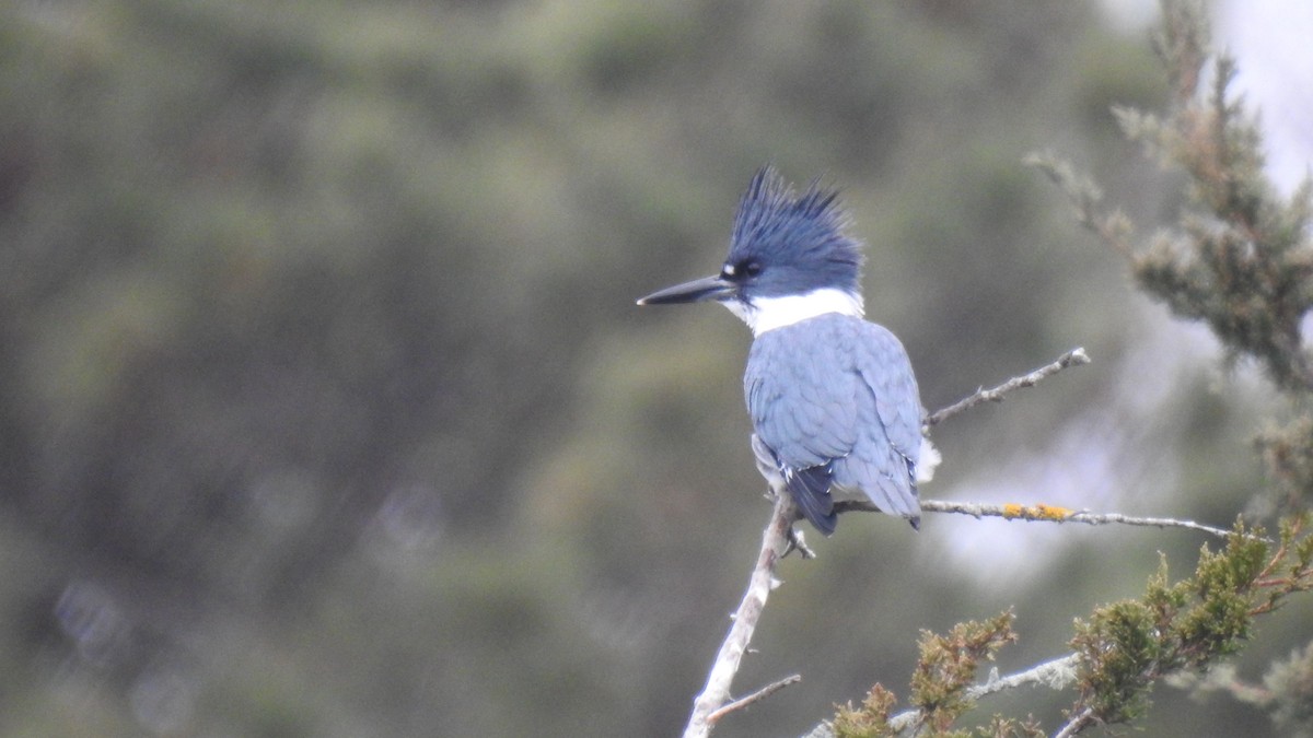 Belted Kingfisher - ML646922824