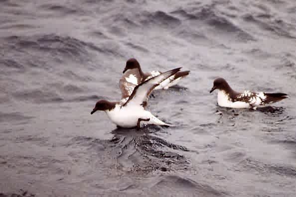 Pintado Petrel - ML646922825