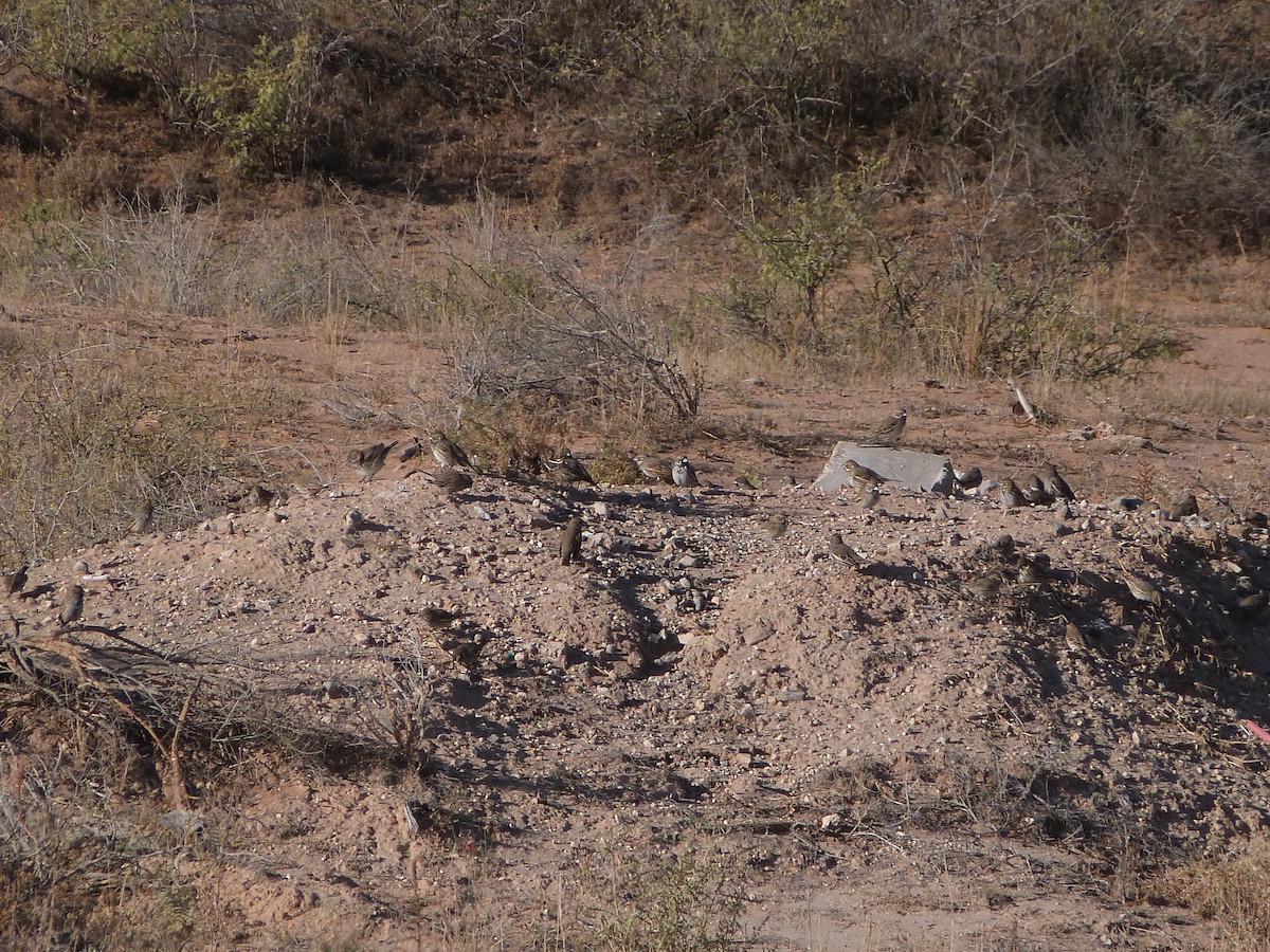 Lark Bunting - ML646922826