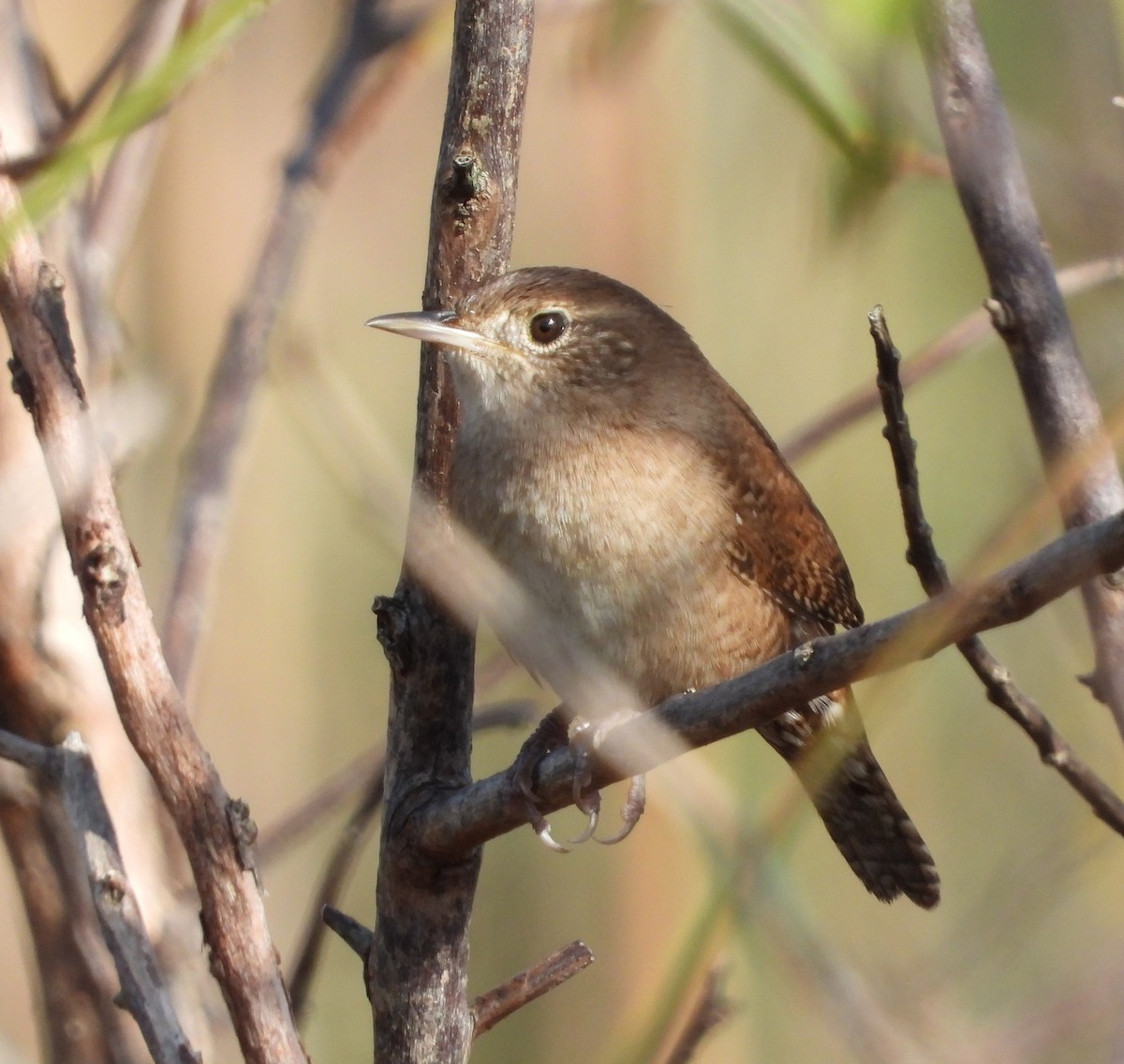 Northern House Wren - ML646922827