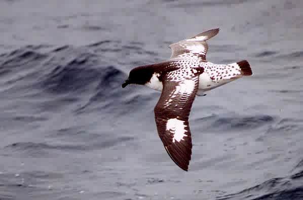 Pintado Petrel - ML646922831