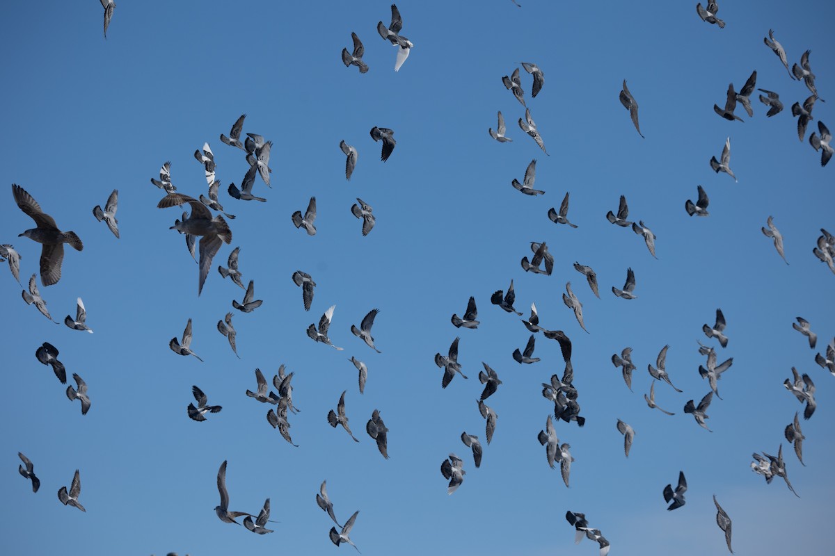 Rock Pigeon (Feral Pigeon) - ML646922836