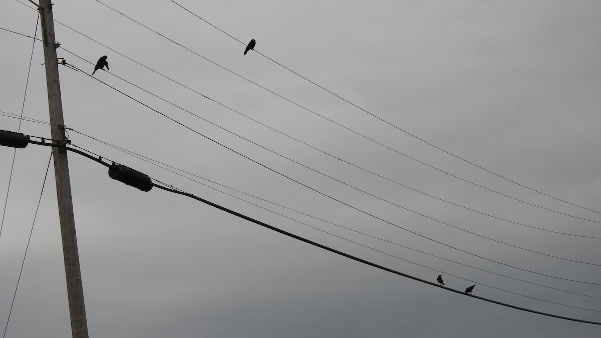 Fish Crow - ML646922837