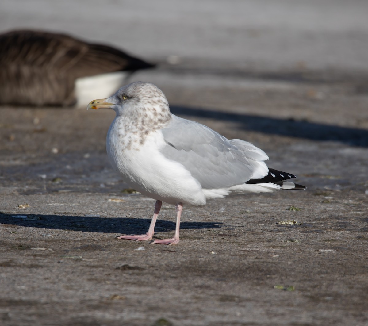 שחף מערבי - ML646922842