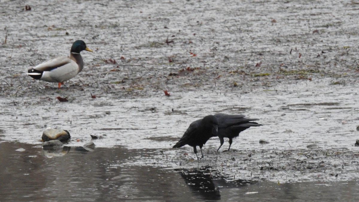 ウオガラス - ML646922844