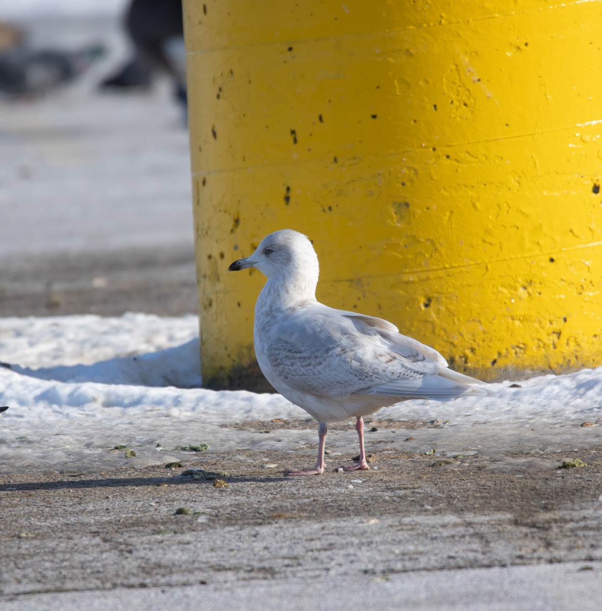 שחף איסלנדי - ML646922852